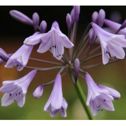 Agapanthus Liam's Lilac